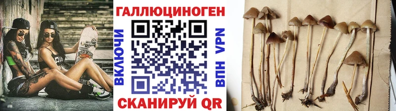 Галлюциногенные грибы Cubensis где найти наркотики Иннополис